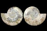 Agatized Ammonite Fossil - Huge Example #127250-1